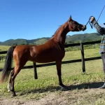 A Cativante História das Éguas Árabes