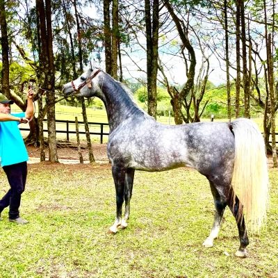 Dia do Cavalo: Celebração, História e Significado