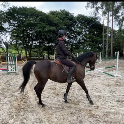 Explorando o Mundo da Equitação e do Hipismo: Uma Jornada Rumo a Excelência