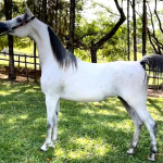 A Importância das Boas Instalações para a Hospedagem de Cavalos