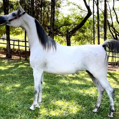 A Importância das Boas Instalações para a Hospedagem de Cavalos