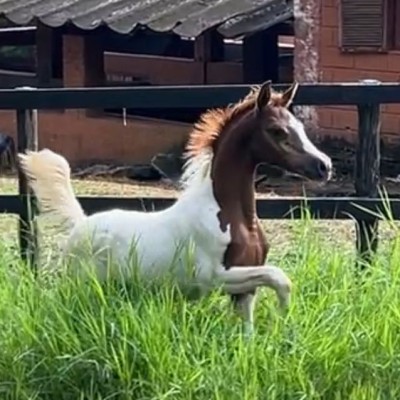 A Fascinante História dos Cavalos Mestiços e Anglo-Árabes